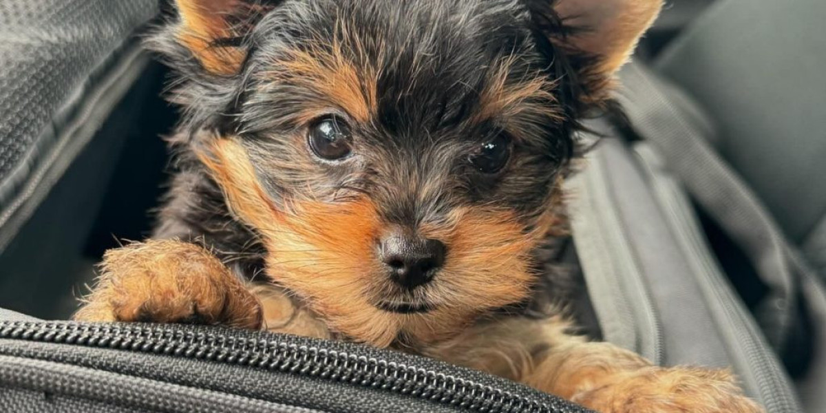 Bruno Mini Yorkshire Terrier Kaufen: Alles Was Sie Wissen Sollten